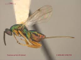 Attēlu rezultāti vaicājumam “Torymidae”