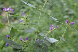 Attēlu rezultāti vaicājumam “Galeopsis bifida flower”