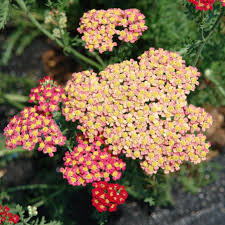 Image result for Achillea millefolium