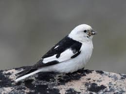 Attēlu rezultāti vaicājumam “Plectrophenax nivalis adult”