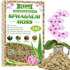 Attēlu rezultāti vaicājumam “Sphagnum”