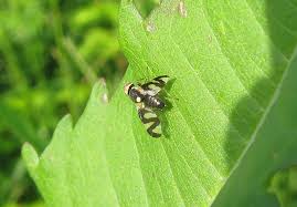 Attēlu rezultāti vaicājumam “Urophora cardui”