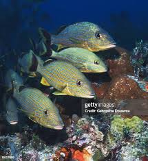 Image result for Haemulon sciurus