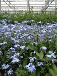 Attēlu rezultāti vaicājumam “Myosotis sylvatica leaf”