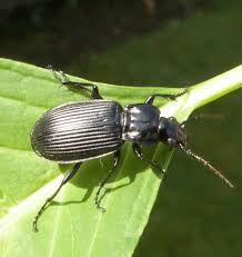 Attēlu rezultāti vaicājumam “Pterostichus niger”