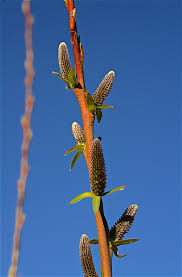 Attēlu rezultāti vaicājumam “Salix purpurea male flower”