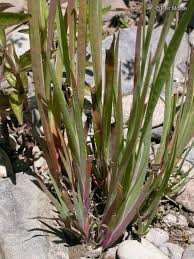 Attēlu rezultāti vaicājumam “Juncus bulbosus leaf”