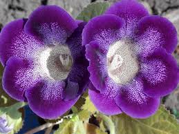 Image result for Sinningia