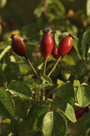 Attēlu rezultāti vaicājumam “Rosa subcanina fruit”