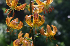Attēlu rezultāti vaicājumam “Lilium martagon leaf”