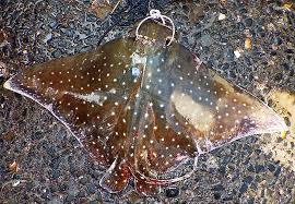 Image result for Aetobatus ocellatus