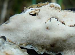 Attēlu rezultāti vaicājumam “Physisporinus vitreus”