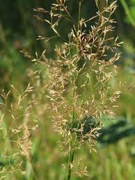 Attēlu rezultāti vaicājumam “Agrostis capillaris”