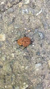 Attēlu rezultāti vaicājumam “Poecilochirus sp.”