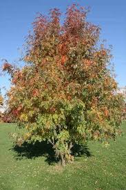 Attēlu rezultāti vaicājumam “Sorbus aucuparia”