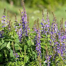 Attēlu rezultāti vaicājumam “Galega orientalis leaf”