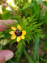 Image result for Adonis aestivalis