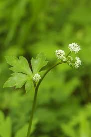 Attēlu rezultāti vaicājumam “Sanicula europaea”