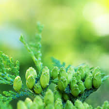 Attēlu rezultāti vaicājumam “Thuja occidentalis flower”