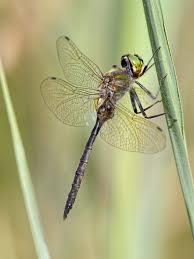 Attēlu rezultāti vaicājumam “Somatochlora flavomaculata”