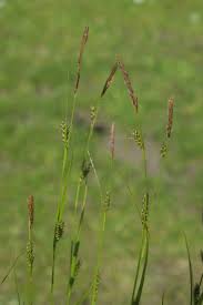 Attēlu rezultāti vaicājumam “Carex hostiana”