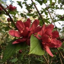 Attēlu rezultāti vaicājumam “Calycanthus floridus”