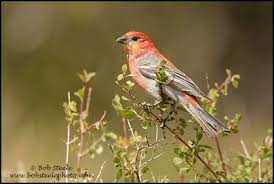 Attēlu rezultāti vaicājumam “Pinicola enucleator adult”