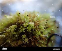 Attēlu rezultāti vaicājumam “Aulacomnium androgynum”