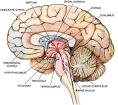 File: Brain .jpg - Wikipedia, the free encyclopedia