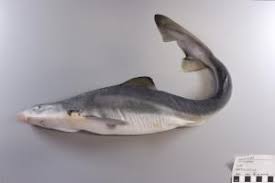 Image result for Galeorhinus galeus