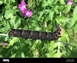 Attēlu rezultāti vaicājumam “Deilephila elpenor imago”