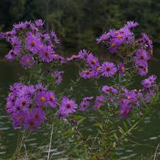 Attēlu rezultāti vaicājumam “Symphyotrichum novae-angliae flower”