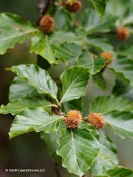 Attēlu rezultāti vaicājumam “Fagus sylvatica”