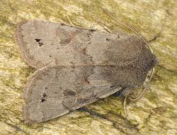 Attēlu rezultāti vaicājumam “Orthosia populeti”