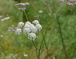 Attēlu rezultāti vaicājumam “Torilis japonica leaf”