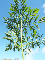 Attēlu rezultāti vaicājumam “Daucus sativus”