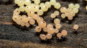 Attēlu rezultāti vaicājumam “Enerthenema papillatum”