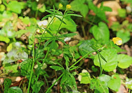 Attēlu rezultāti vaicājumam “Ranunculus auricomus leaf”