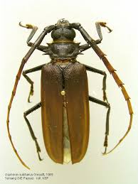 Attēlu rezultāti vaicājumam “Priobium carpini”