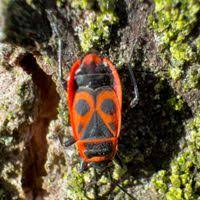 Attēlu rezultāti vaicājumam “Pyrrhocoris apterus”