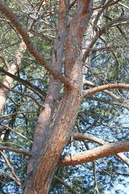 Attēlu rezultāti vaicājumam “Pinus sylvestris var. turfosa”