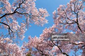 Attēlu rezultāti vaicājumam “Cerasus”