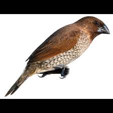 Attēlu rezultāti vaicājumam “Scardia boletella exuvia”