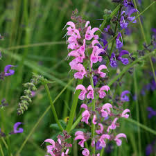 Image result for Salvia pratensis `Rose Rhapsody