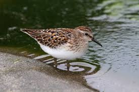 Image result for Calidris minutilla
