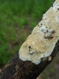 Attēlu rezultāti vaicājumam “Schizopora paradoxa”