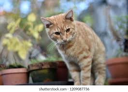 Attēlu rezultāti vaicājumam “Felis silvestris catus”