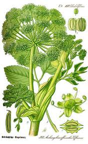 Attēlu rezultāti vaicājumam “Angelica archangelica”