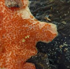 Attēlu rezultāti vaicājumam “Hypomyces armeniacus”