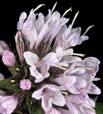 Attēlu rezultāti vaicājumam “Mentha x piperita”